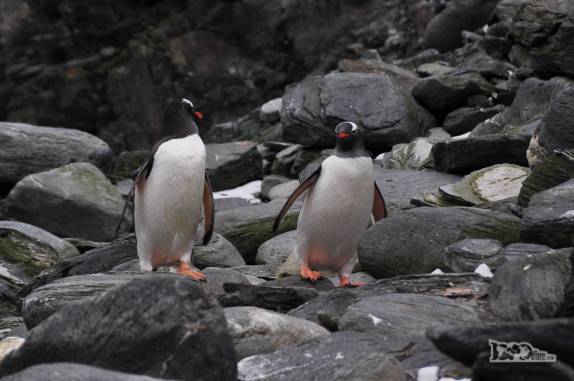 Pinguins gentoo em Cape Lookout, em Elephant Island, na Antártida